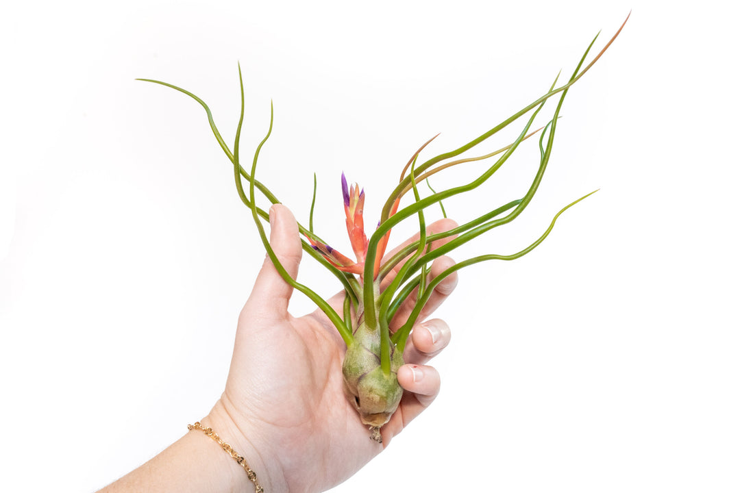 Large Tillandsia Air Plant Variety - Set of 10, 15, or 20 - 40% Off