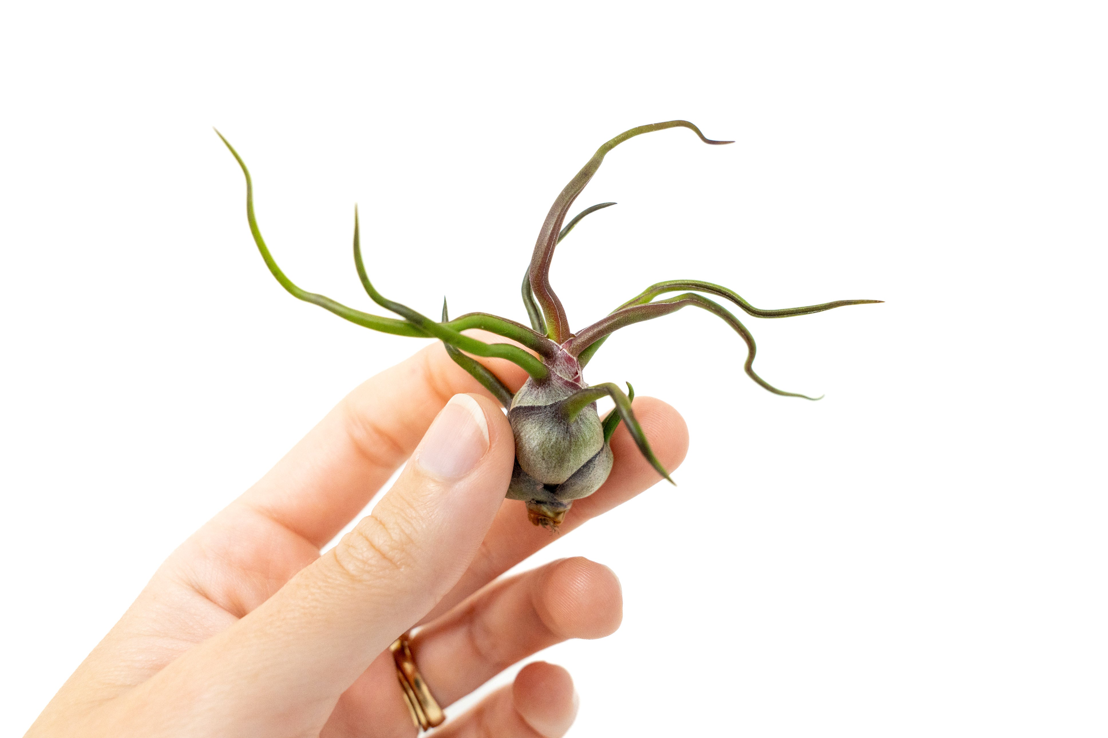 tillandsia bulbosa air plant Tillandsia Bulbosa Guatemala Air Plants