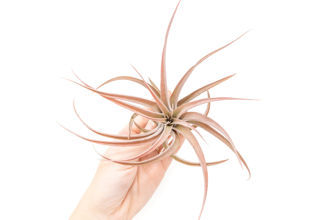 Large Tillandsia Capitata Peach - Set of  5, 10, or 20 Air Plants - 50% Off