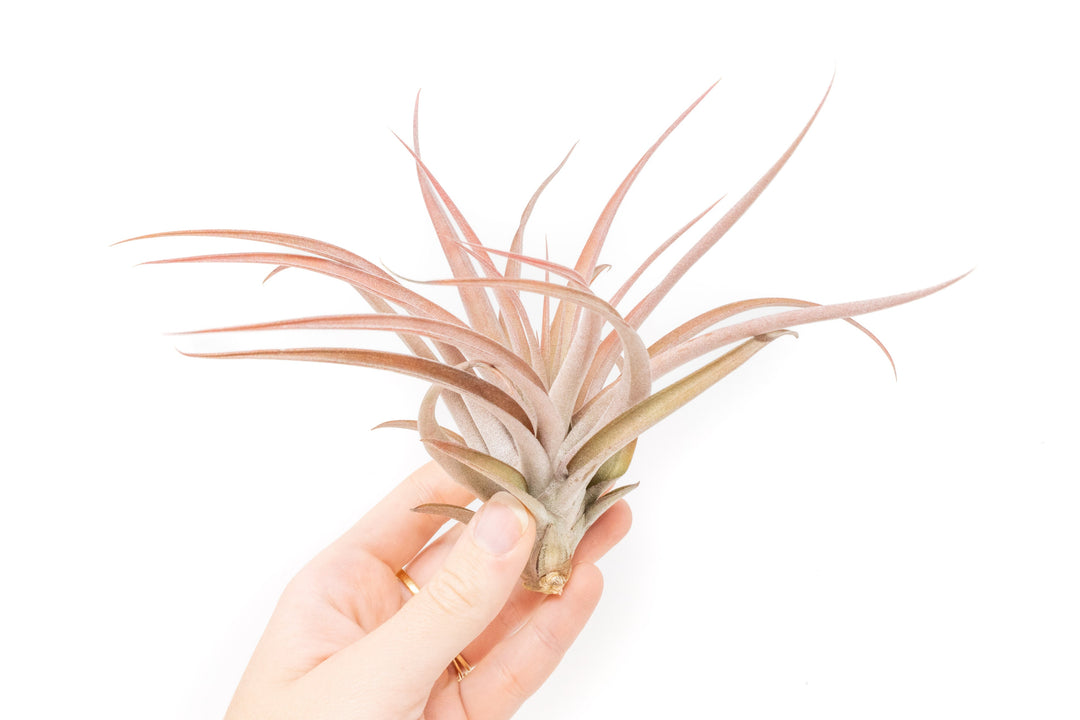 Large Tillandsia Capitata Peach - Set of  5, 10, or 20 Air Plants - 50% Off