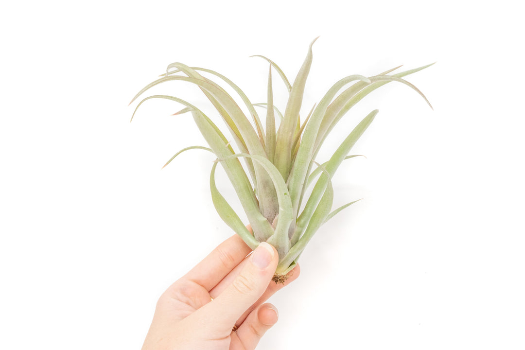 [IN BLUSH NOW!] Tillandsia 'Capitata Red' Air Plants