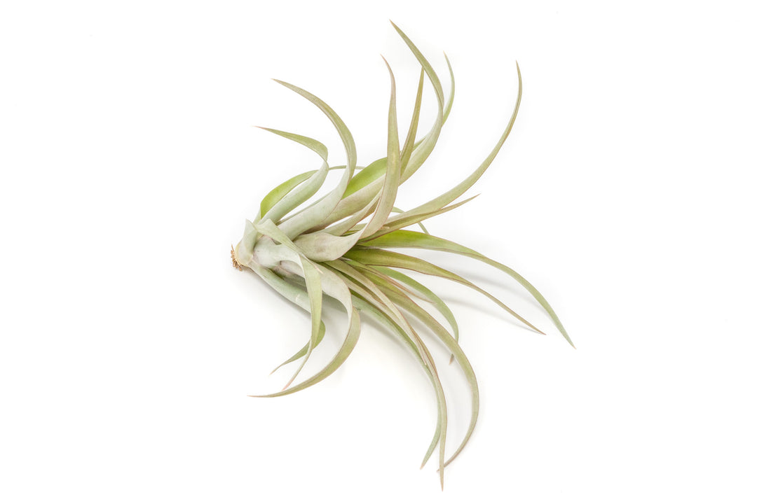 [IN BLUSH NOW!] Tillandsia 'Capitata Red' Air Plants