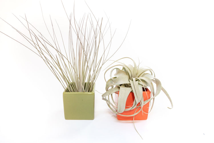 Olive green cube with a Tillandsia Juncea and orange cube with a mini Xerographica