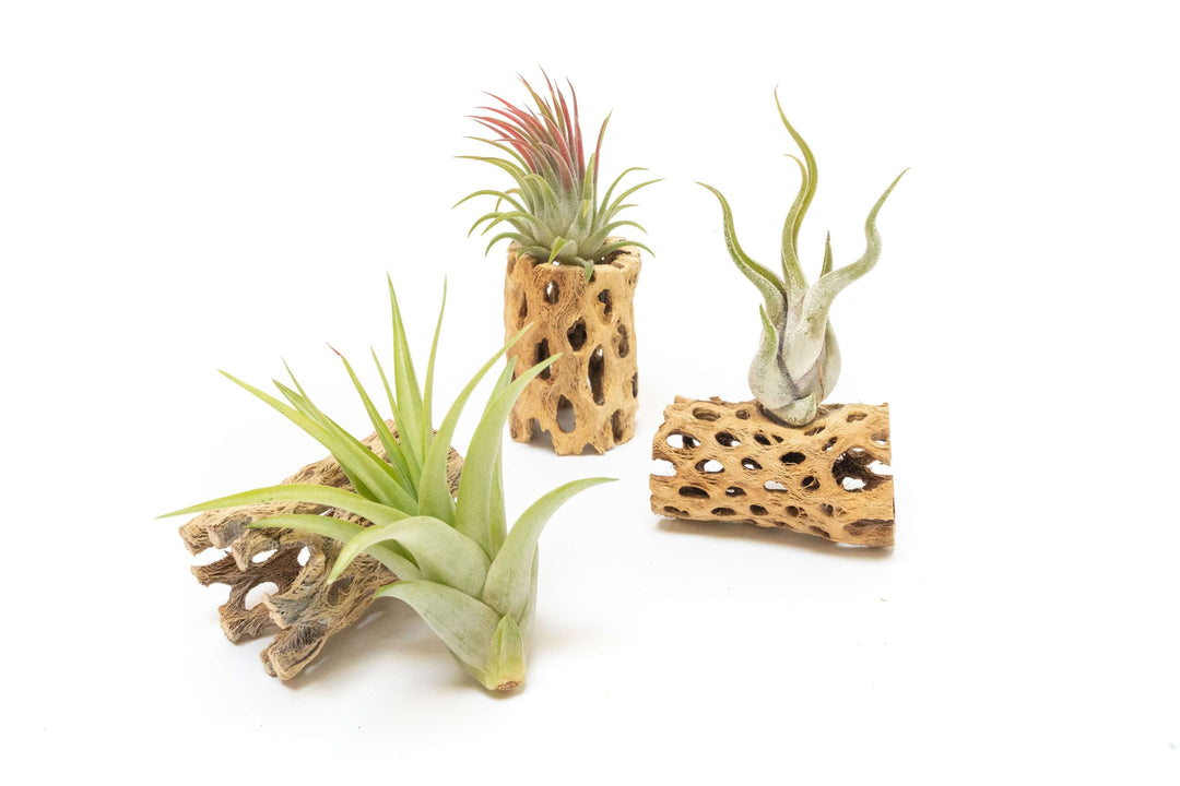 containers for air plants SALE