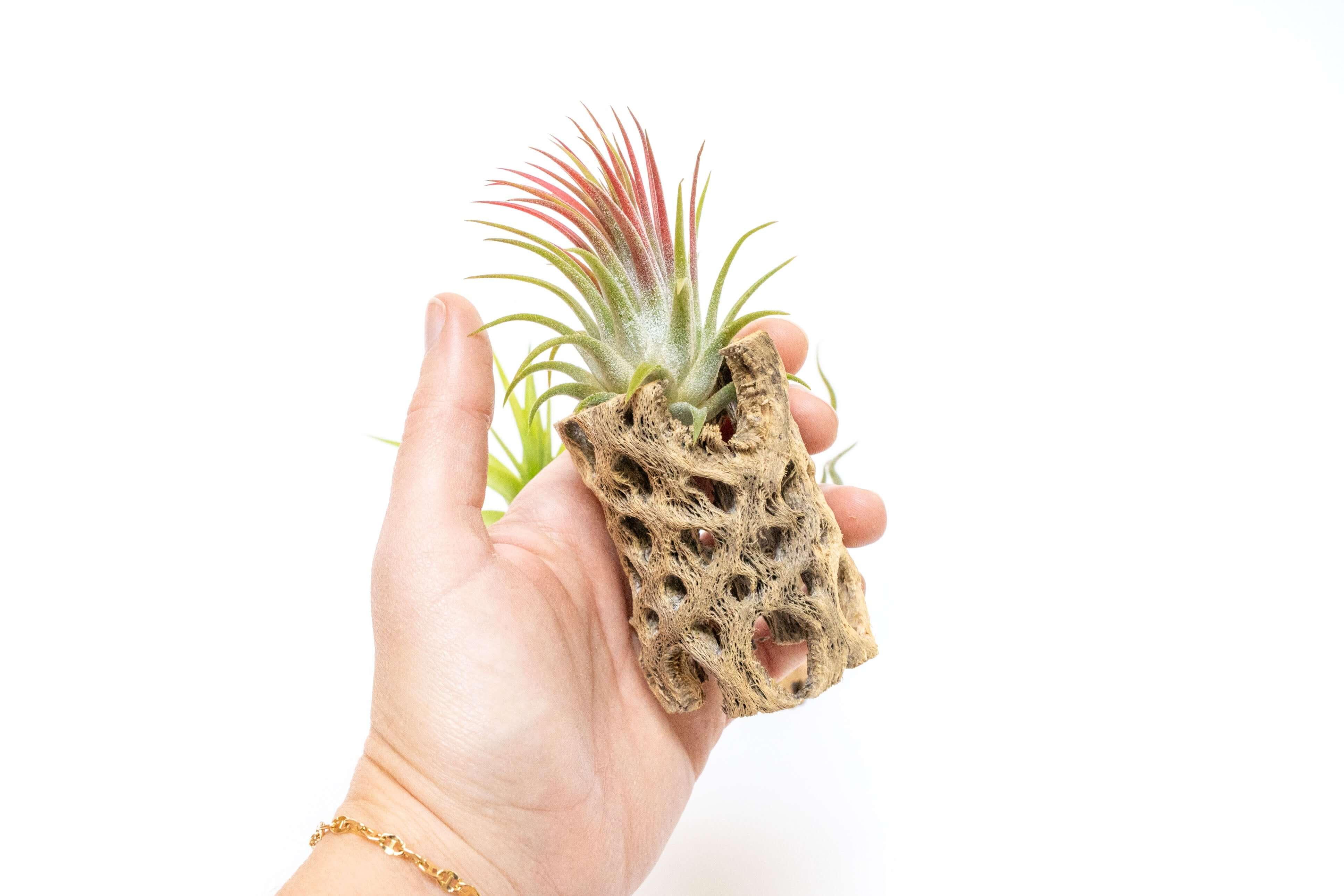 cholla wood air plant SALE