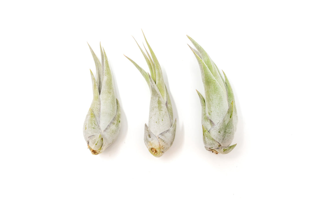 SALE - Tillandsia Circinata 'Paucifolia' Air Plants - Set of 10 or  20 - 60% Off