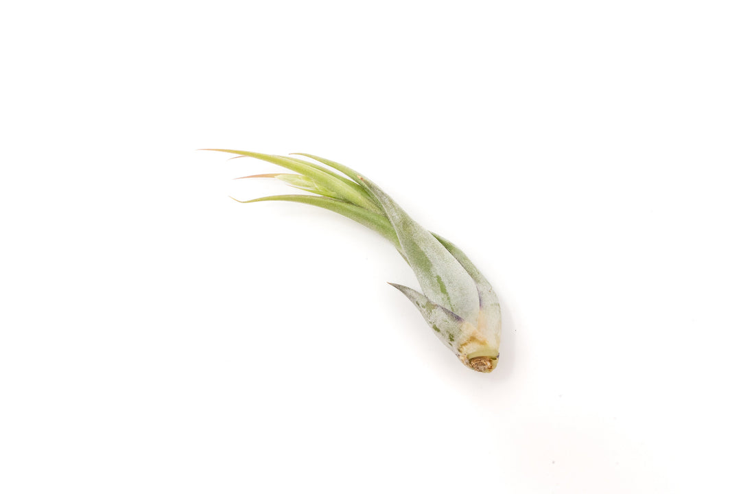 SALE - Tillandsia Circinata 'Paucifolia' Air Plants - Set of 10 or  20 - 60% Off