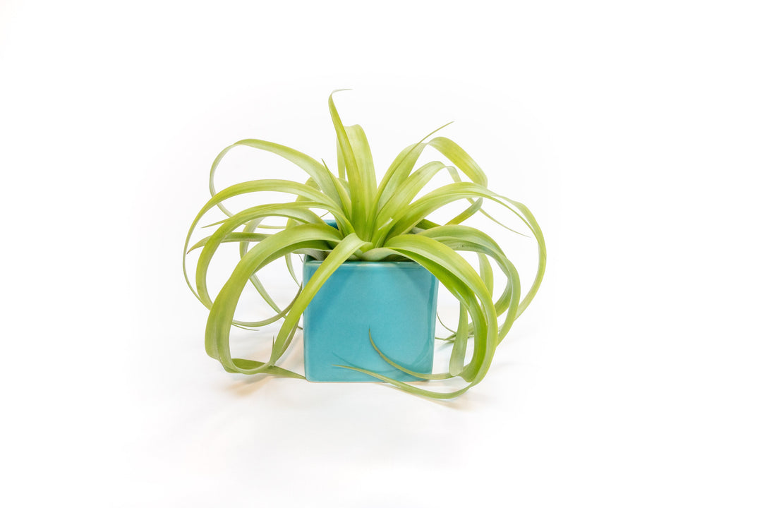Sky Blue Ceramic Cube Container with Custom Tillandsia Air Plant