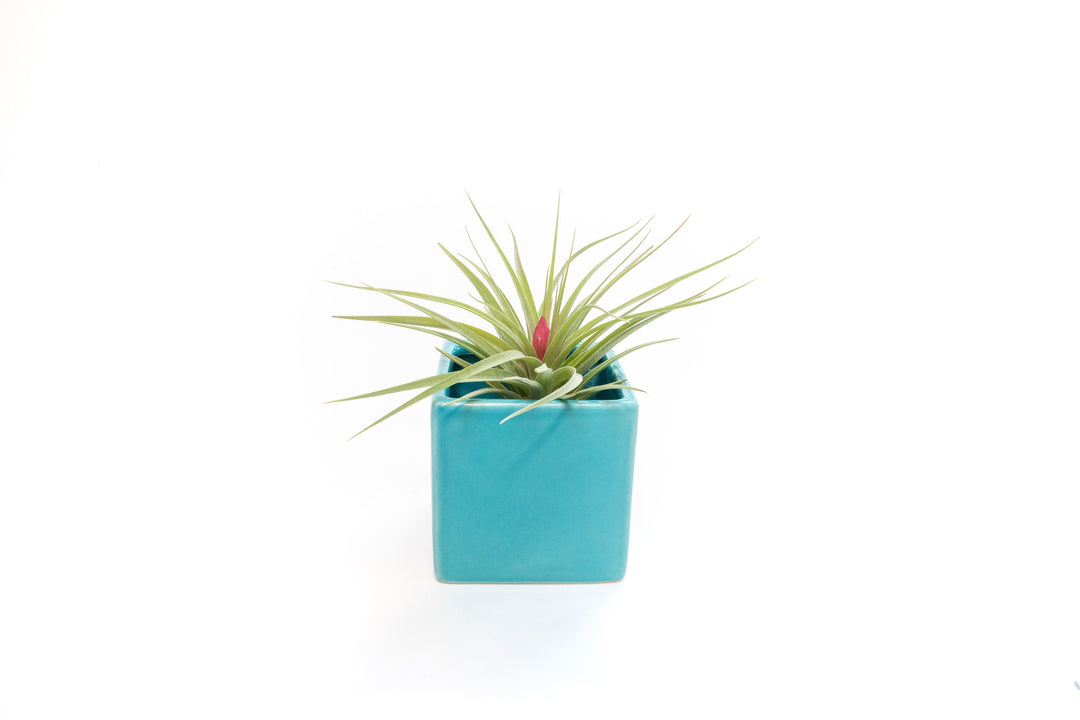 Sky Blue Ceramic Cube Container with Custom Tillandsia Air Plant