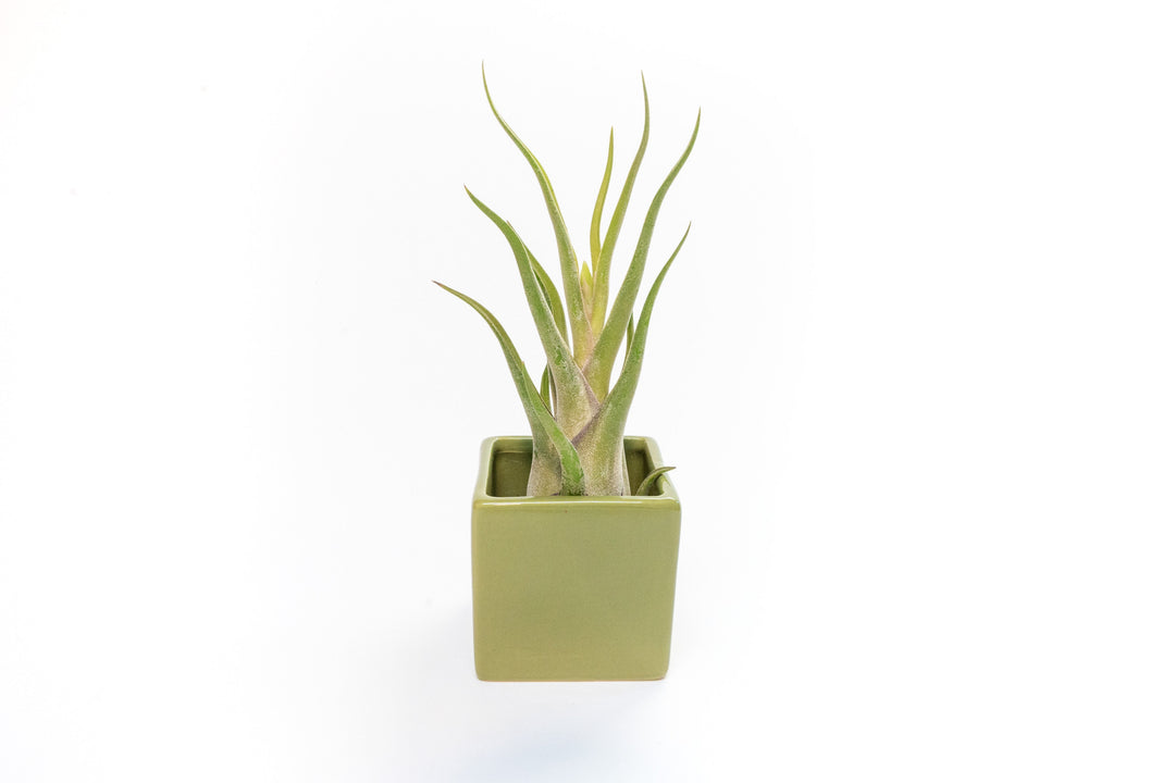 Avocado Green Ceramic Cube Container with Custom Tillandsia Air Plant