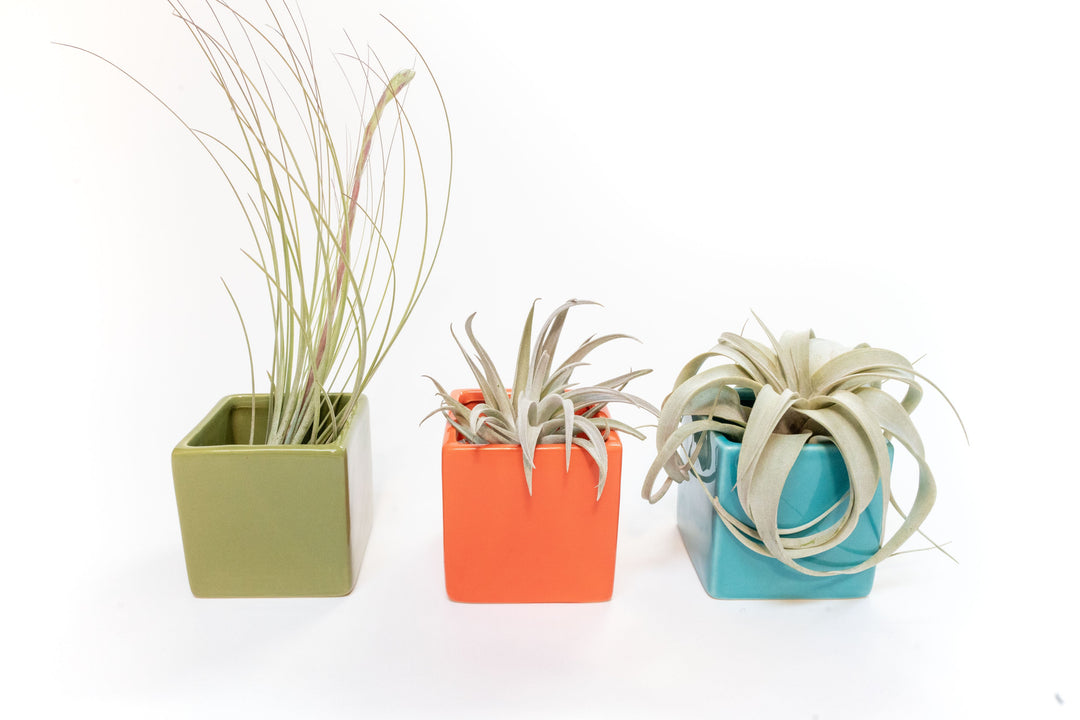Set of 3 Ceramic Cube Containers with Custom Tillandsia Air Plants / Avocado Green + Sky Blue + Naranja Orange