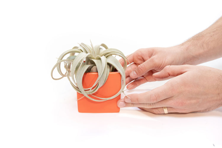 Hands setting a mini Tillandsia Xerographica into an orange ceramic cube container