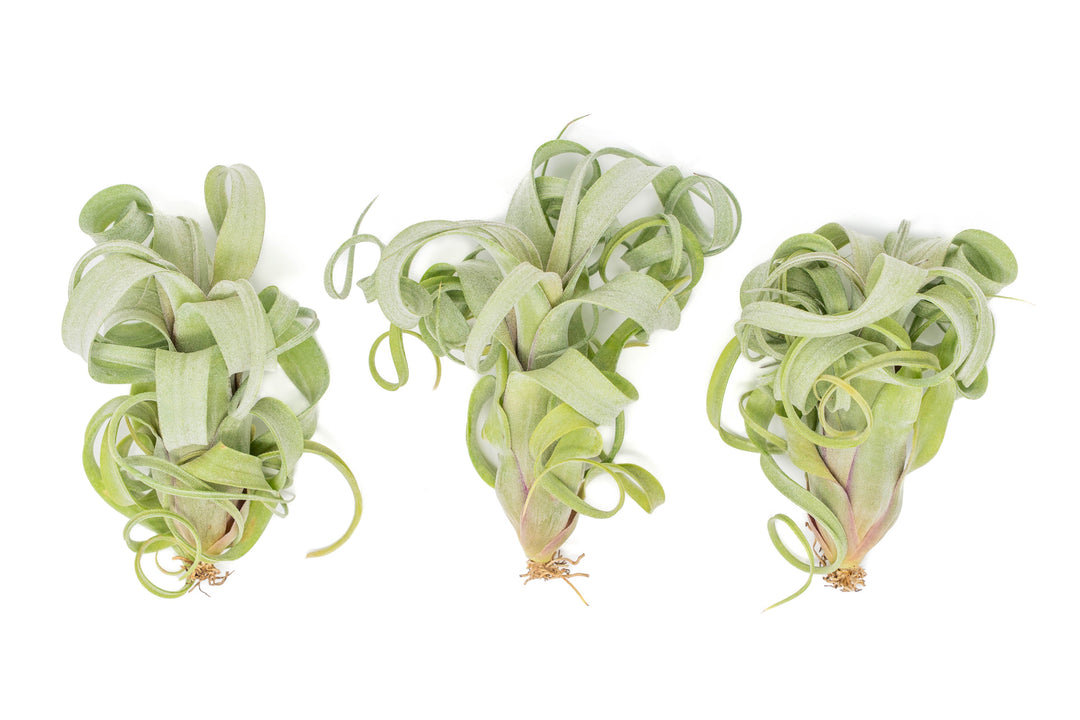 Tillandsia Curly Slim (T. Intermedia x T. Streptophylla) Air Plant