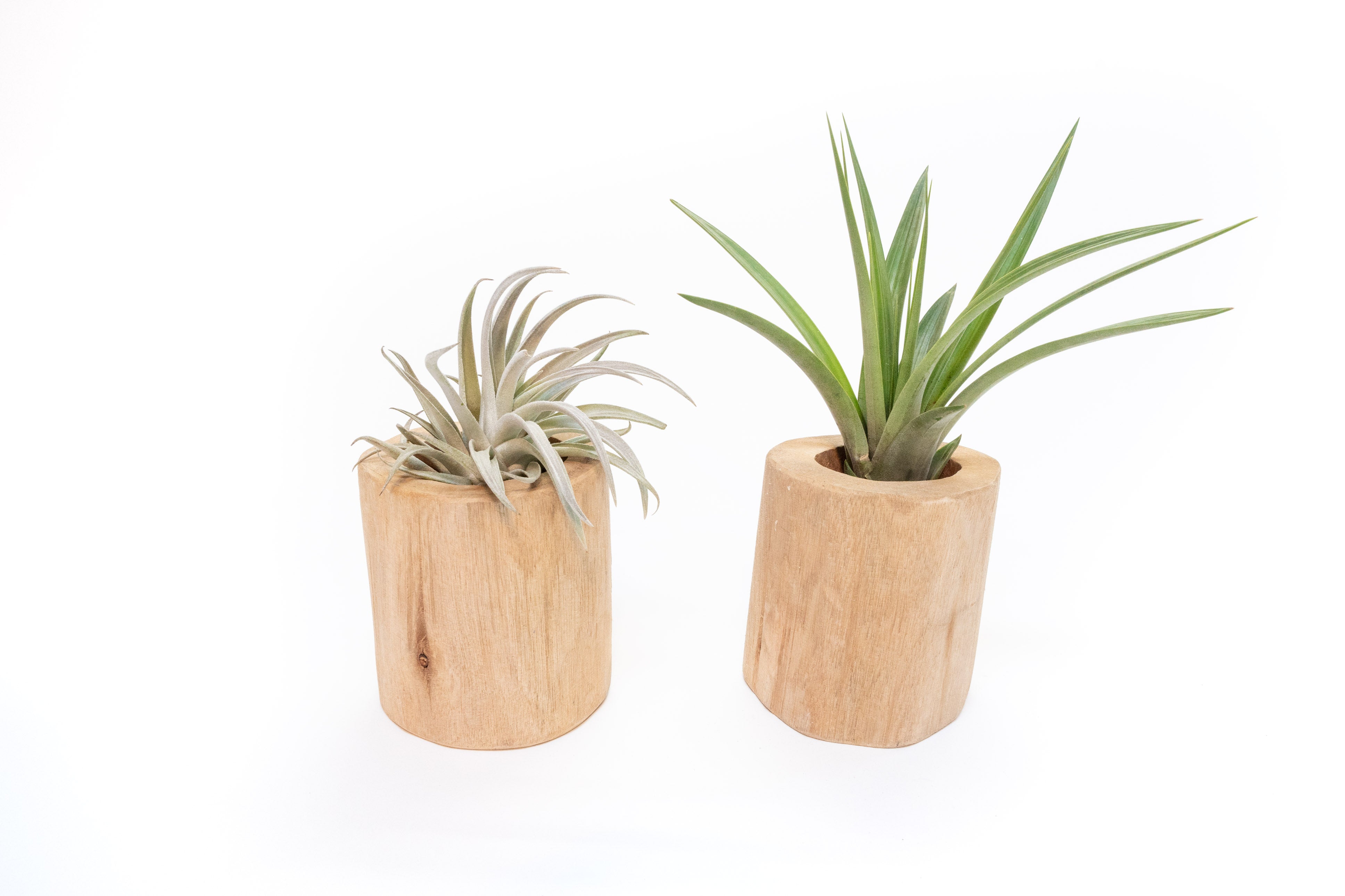 driftwood air plants display Gift Wrapped Set of 2 Large Driftwood Containers with Assorted Tillandsia Air Plants