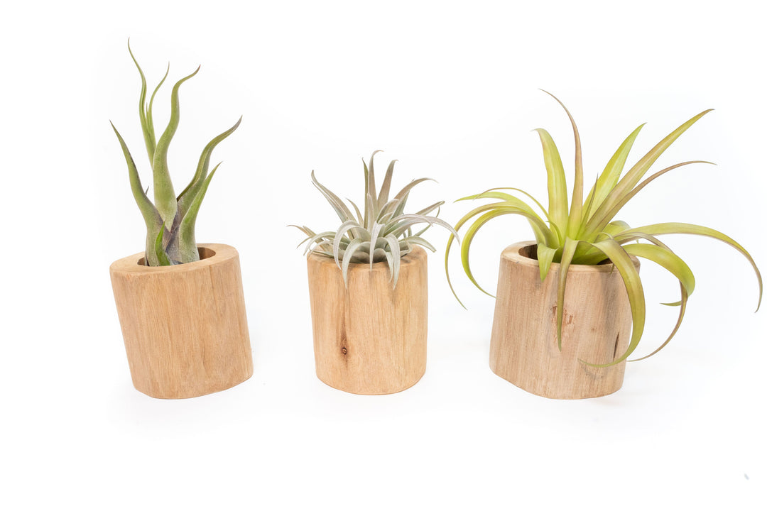 tabletop air plant holder Set of 3 Large Driftwood Containers with Custom Tillandsia Air Plants