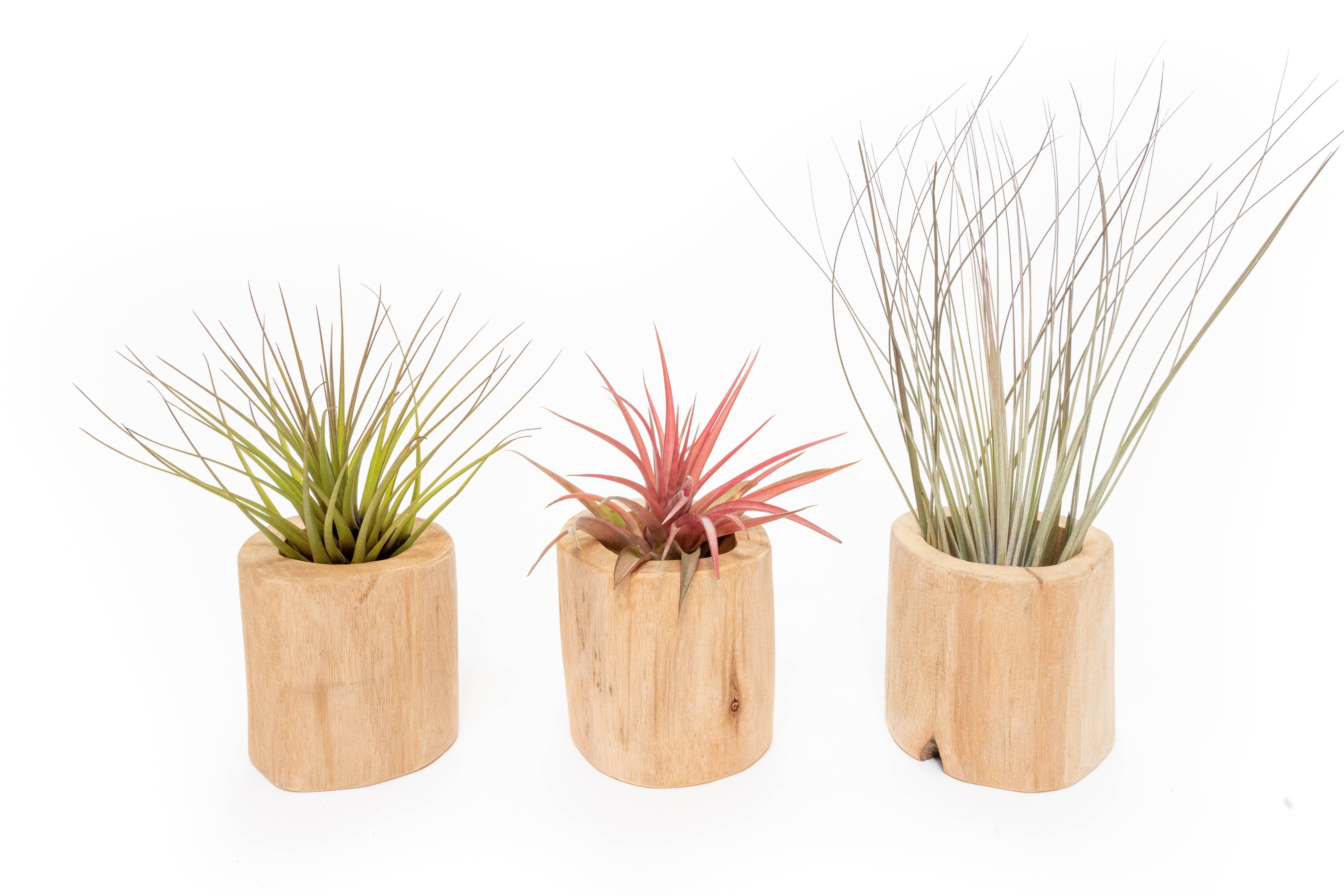 driftwood air plant holder Set of 3 Large Driftwood Containers with Custom Tillandsia Air Plants