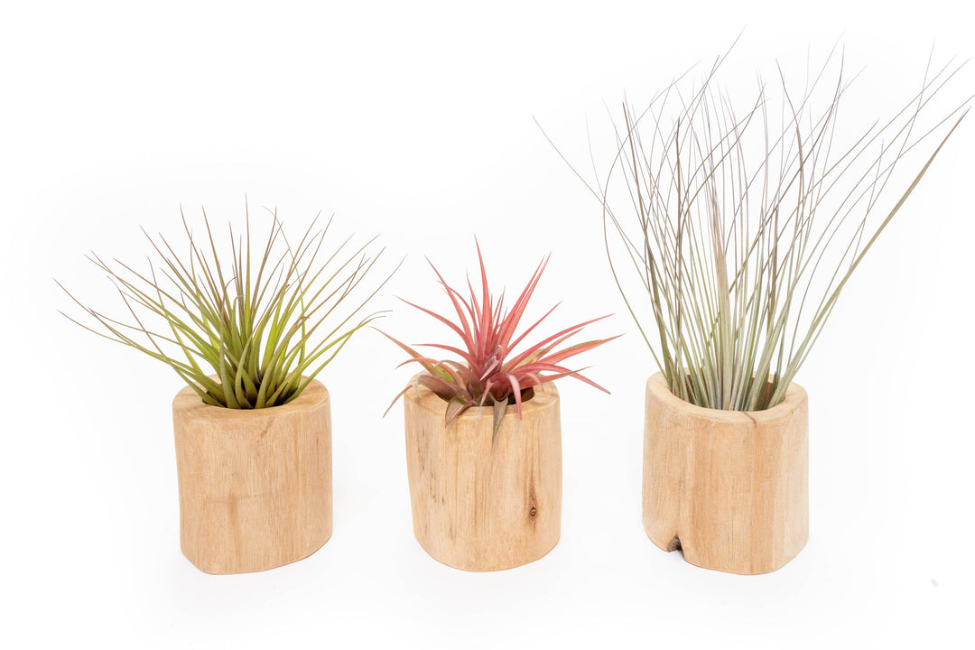 driftwood with air plants Set of 3 Large Driftwood Containers with Custom Tillandsia Air Plants