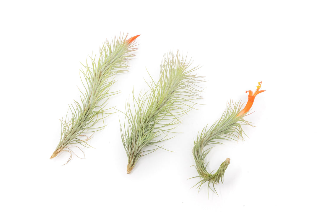 Tillandsia Funckiana Air Plants