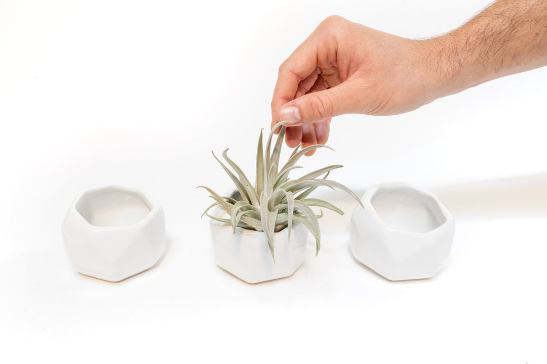air plant geometric Trio of White Geometric Ceramic Containers with Assorted Tillandsia Air Plants