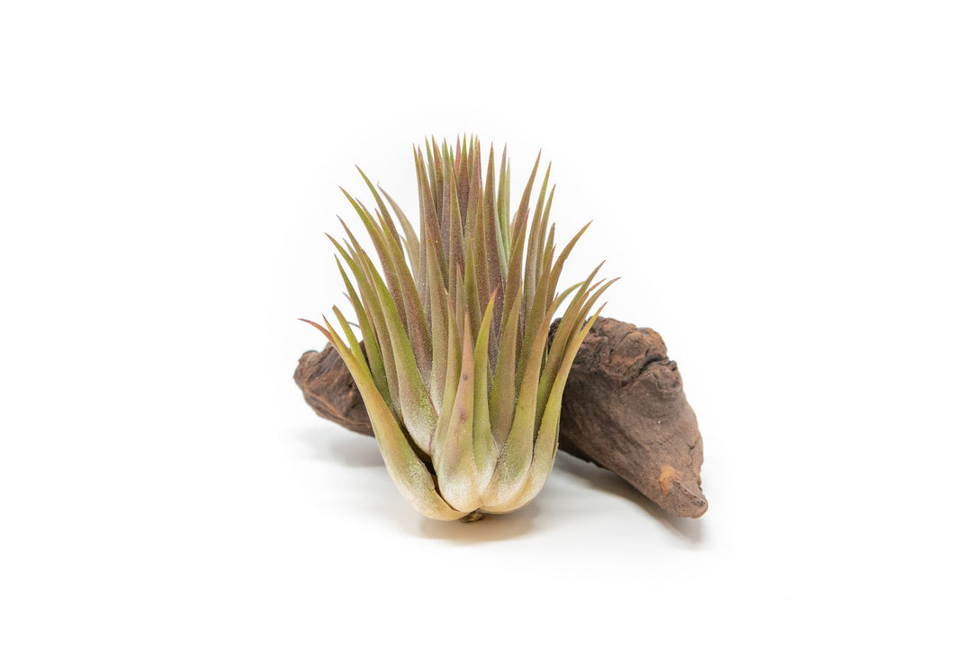 tillandsia ionantha guatemala air plants Tillandsia Ionantha Guatemala "Macho" Air Plant
