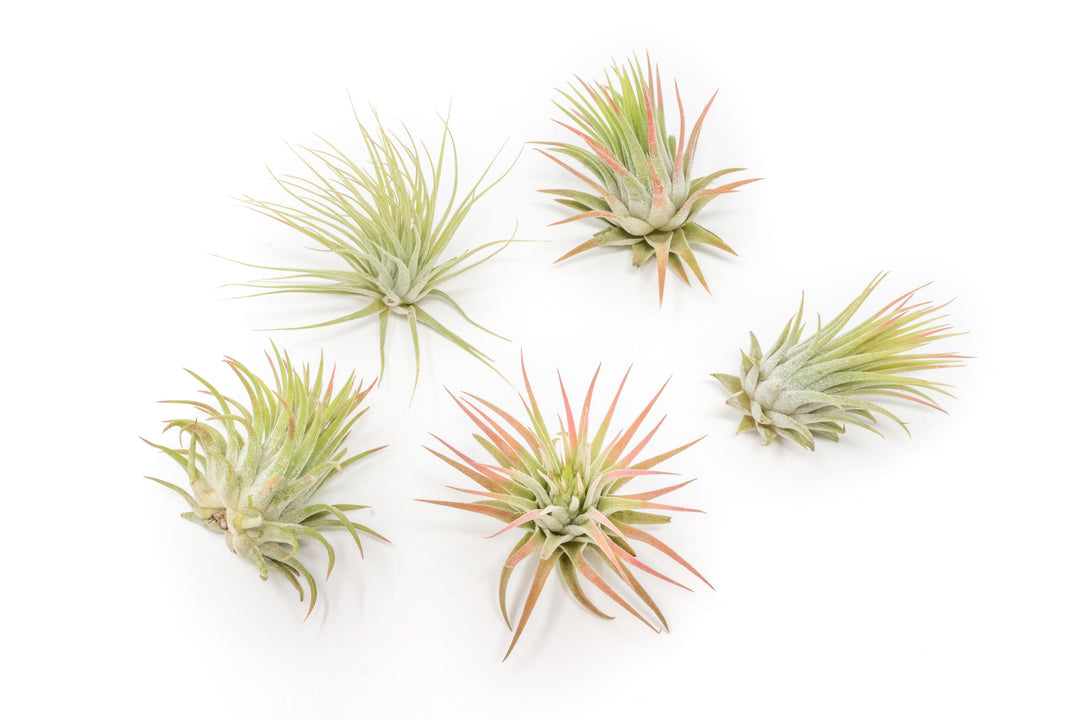 unique air plants for sale SALE - Tillandsia Ionantha Rubra Air Plants - Set of 10 or 20