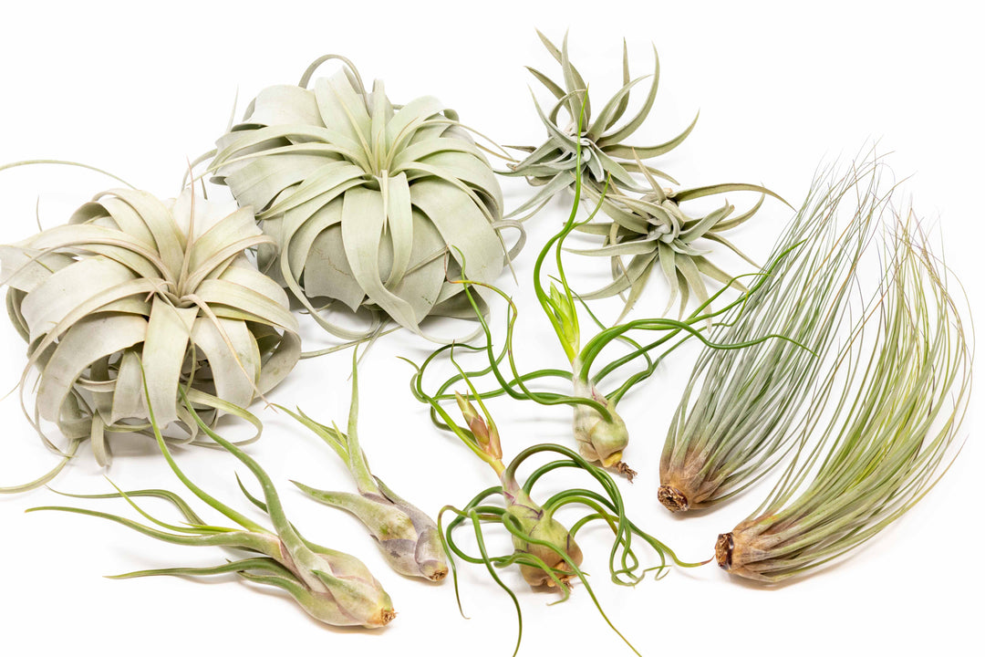 air plant set Large Tillandsia Air Plant Variety - Set of 10, 15, or 20