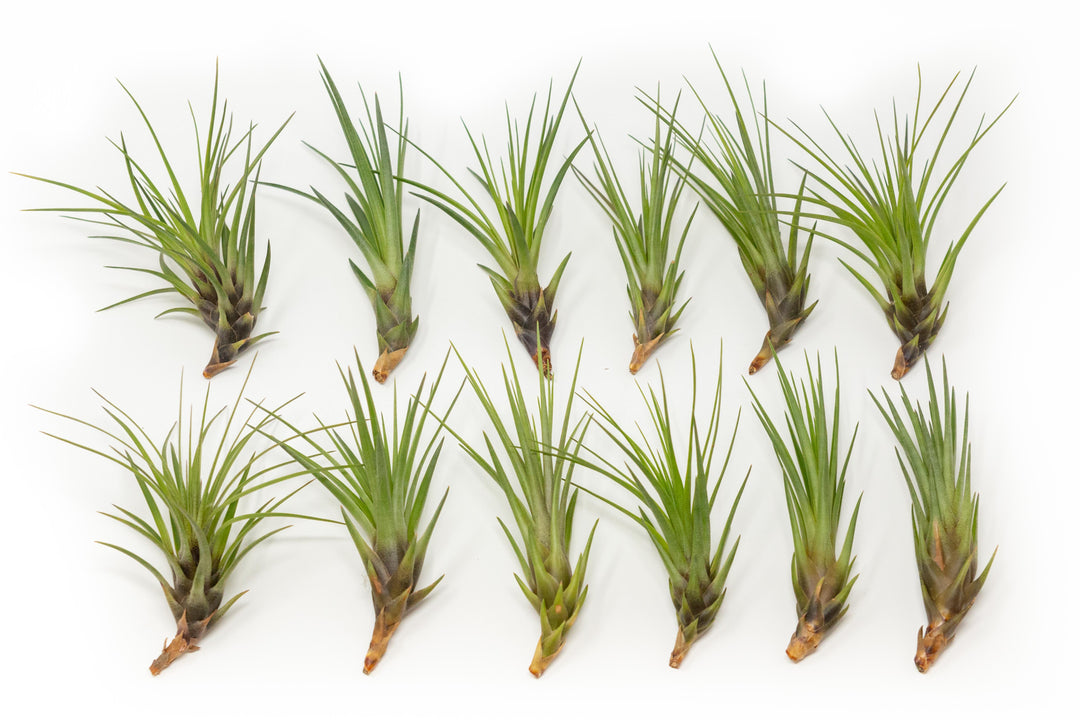 SALE - Tillandsia Melanocrater Tricolor Air Plants - Set of 10, 20 or 30 - 70% Off