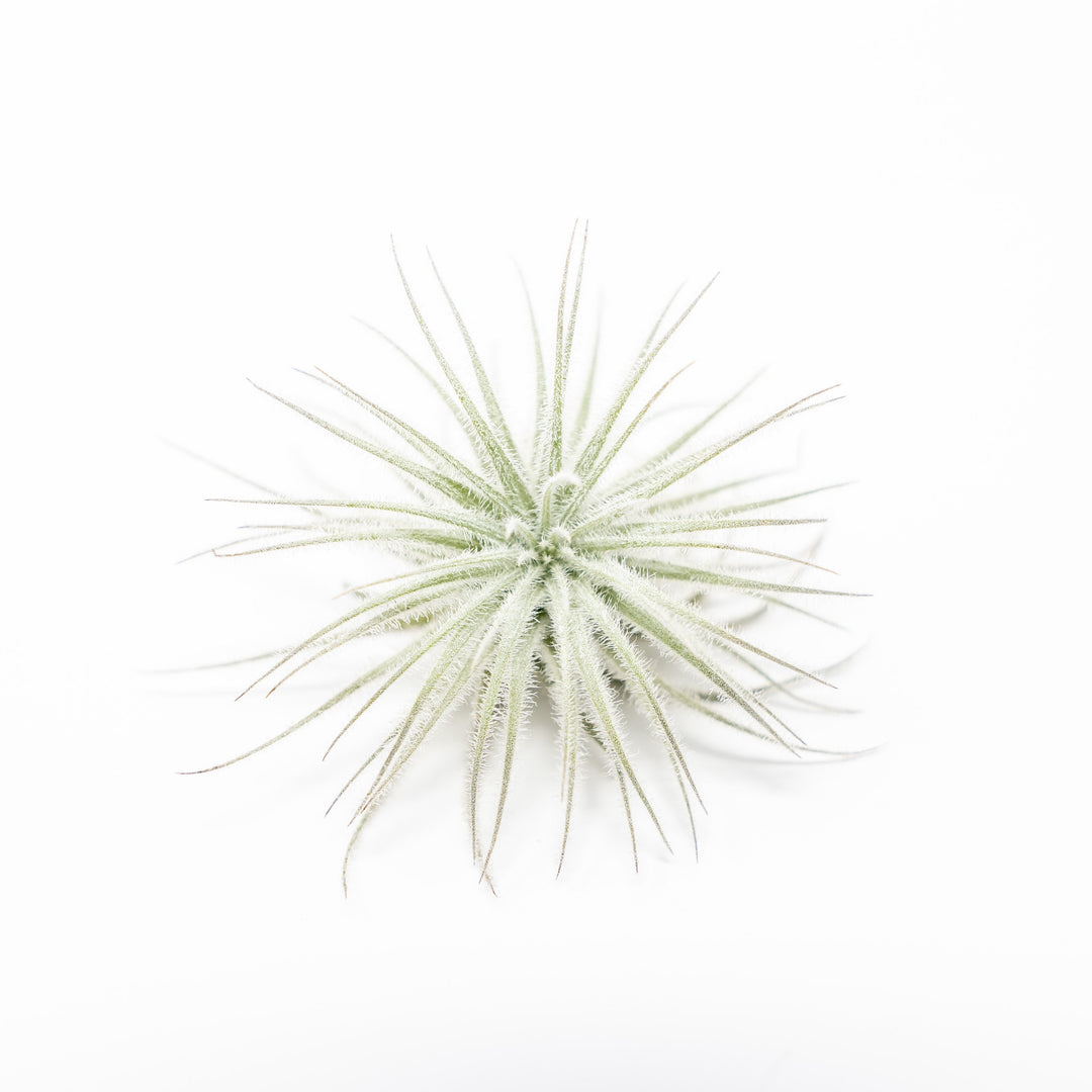 3 Tillandsia Tectorum Ecuador Air Plants for $12