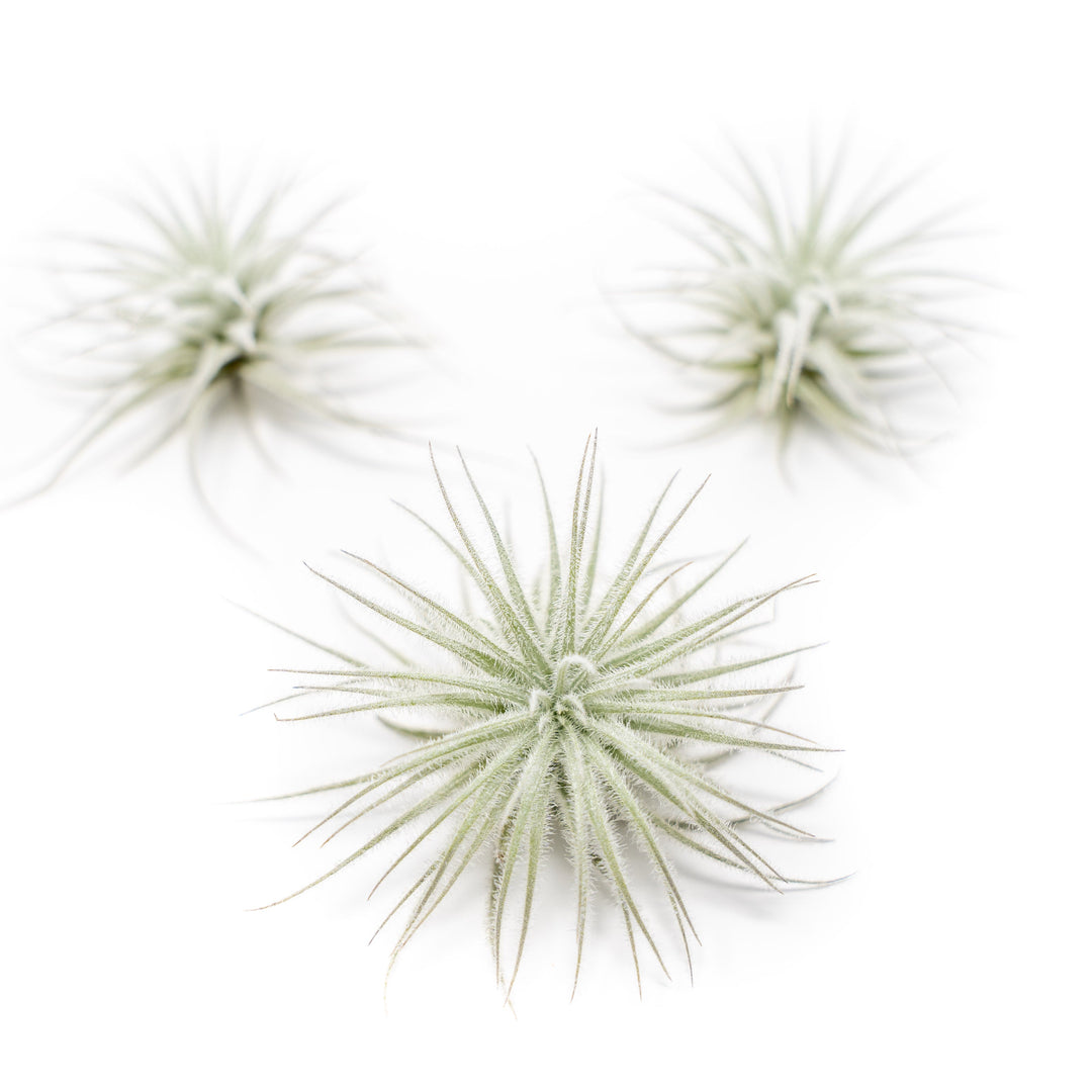 tectorum ecuador air plant 3 Tillandsia Tectorum Ecuador Air Plants for $12