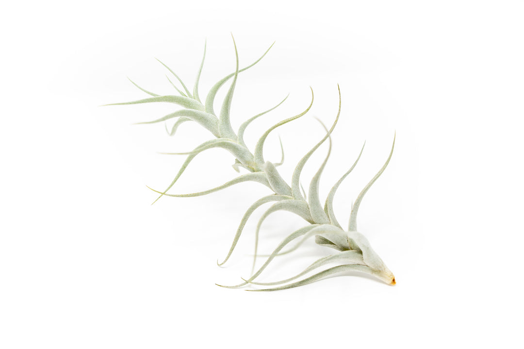 Tillandsia Albida 'Minor' Air Plants