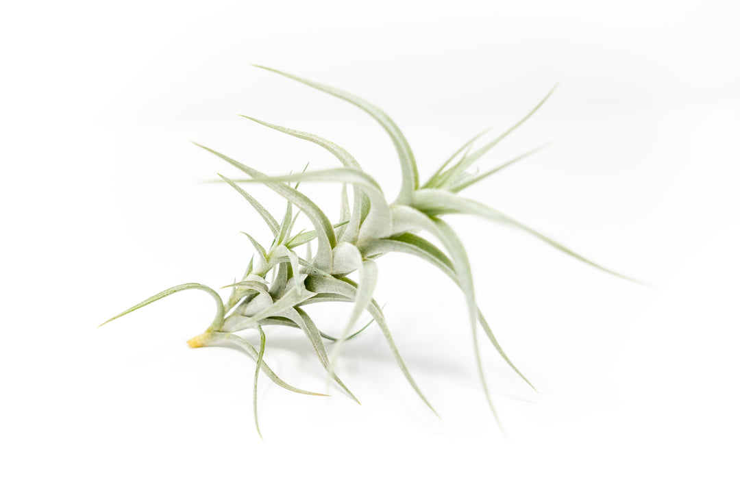 Tillandsia Albida 'Minor' Air Plants