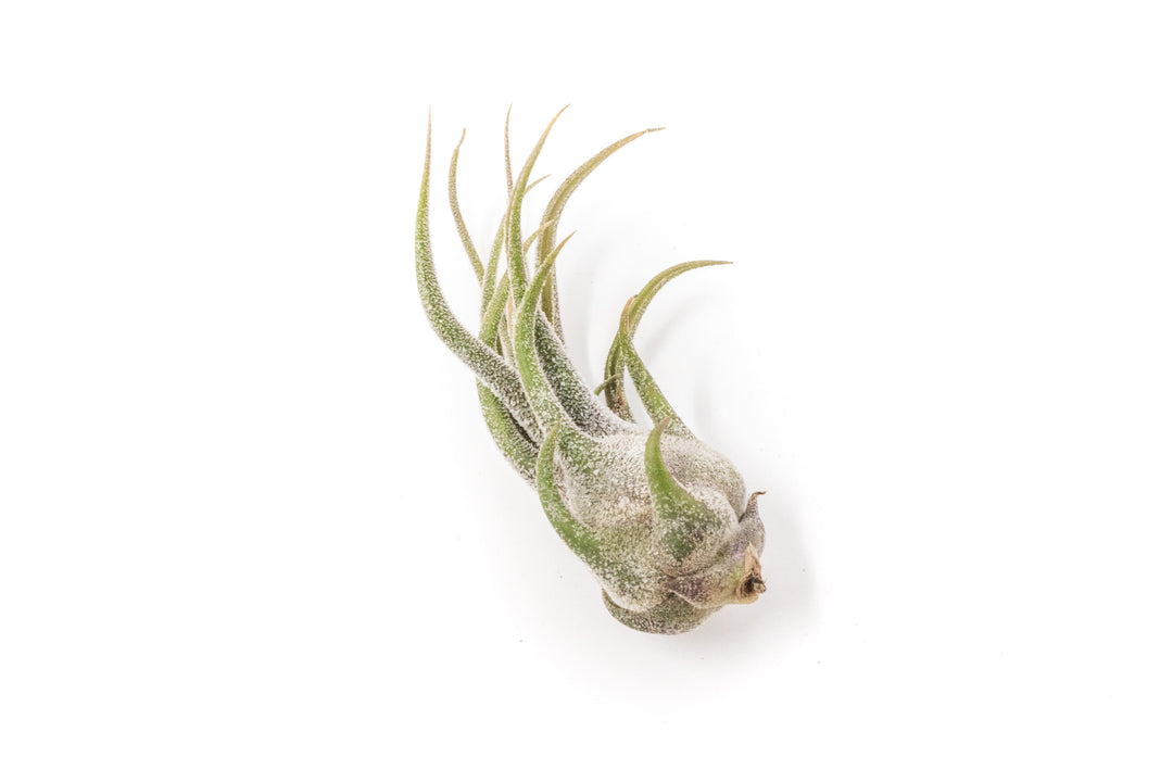 [IN BLUSH NOW!] Tillandsia Pruinosa Air Plants