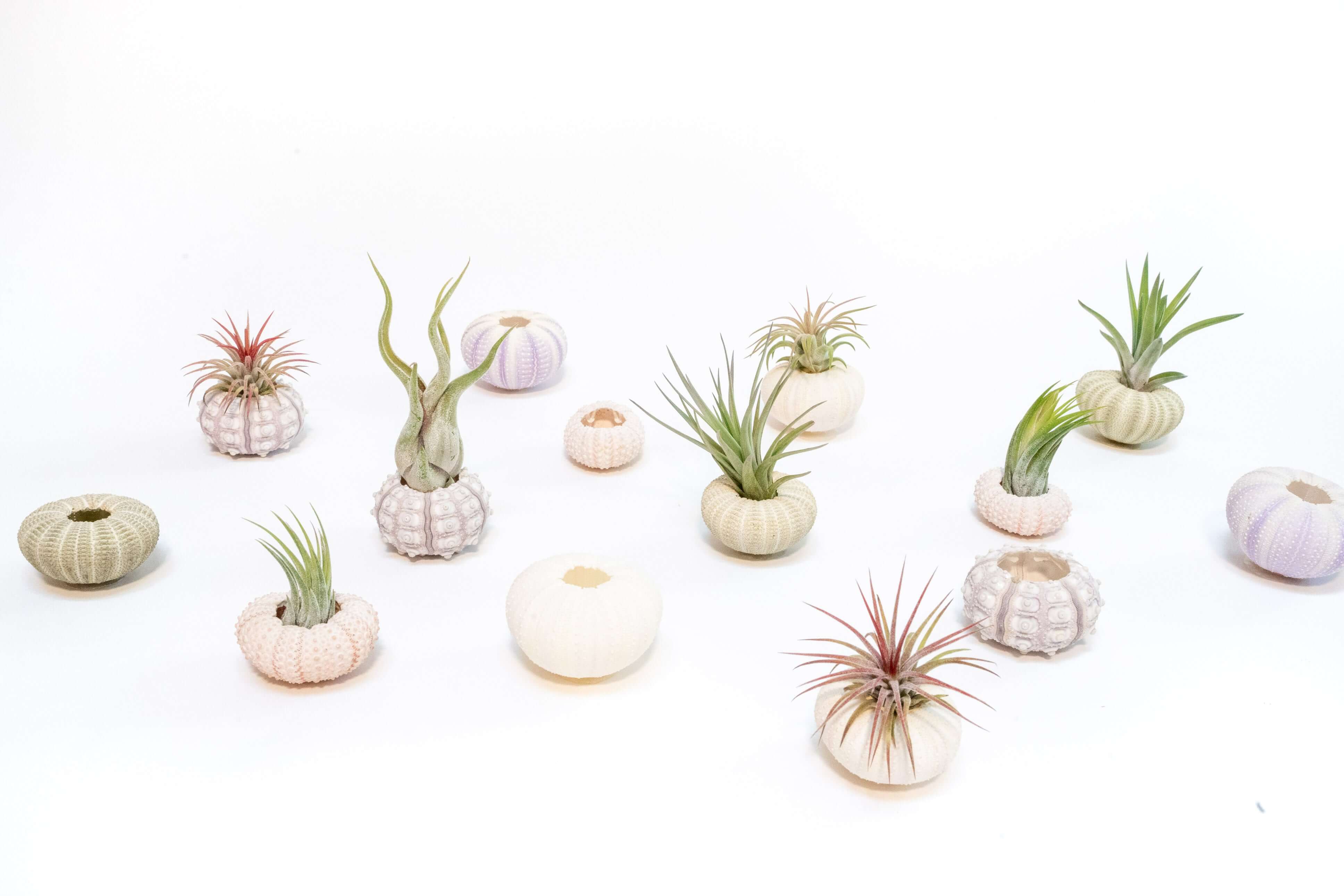 air plant gift set Purple Urchin with Tillandsia Air Plant