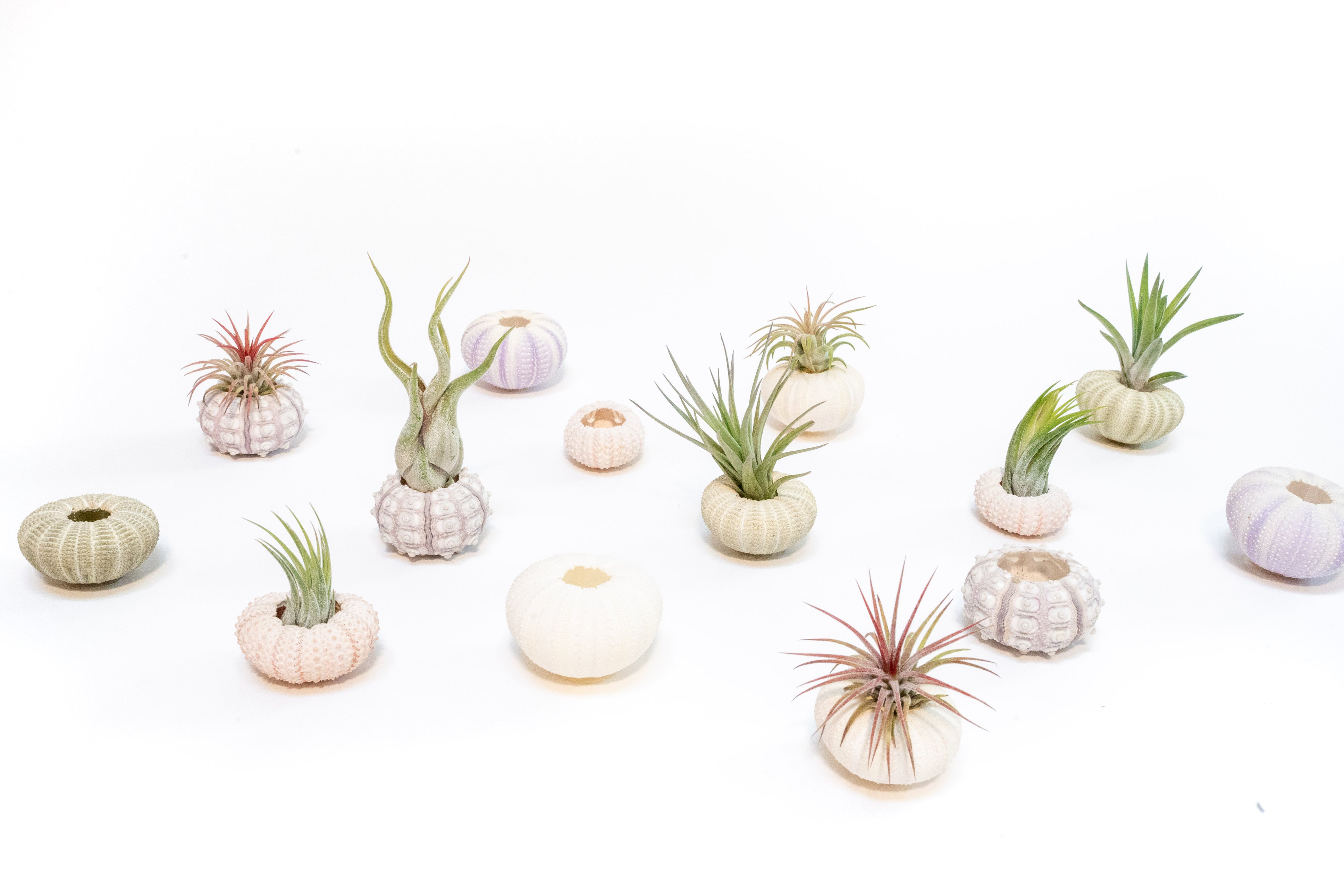 air plant collection Purple Urchin with Tillandsia Air Plant