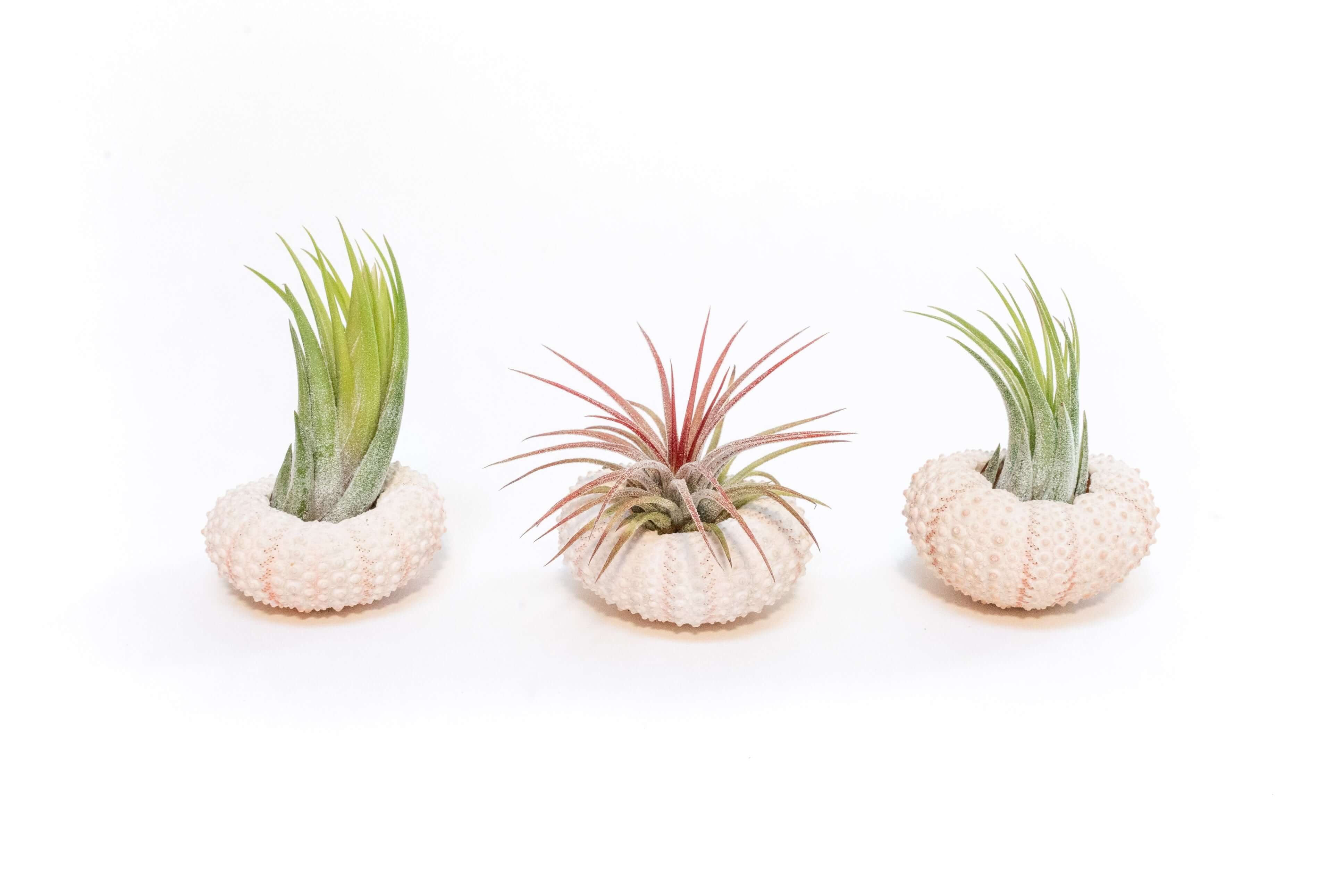 air plant gift set Gift Wrapped Pink Urchins with Tillandsia Air Plants