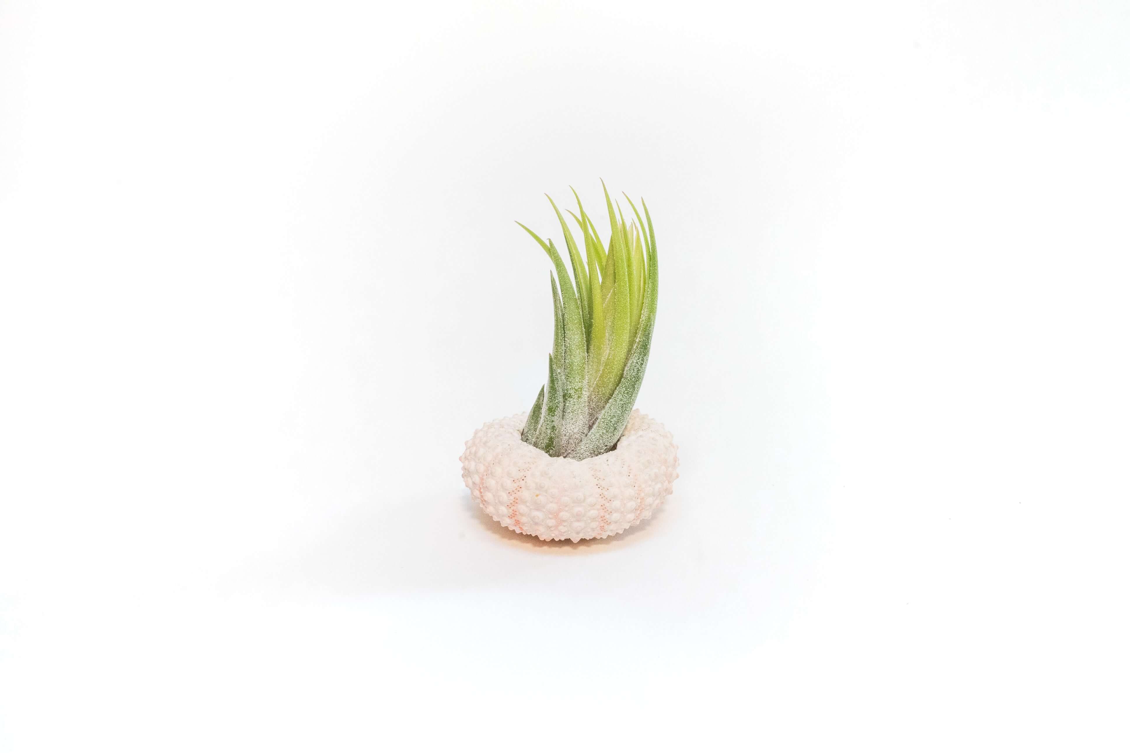 air plant gift Gift Wrapped Pink Urchins with Tillandsia Air Plants