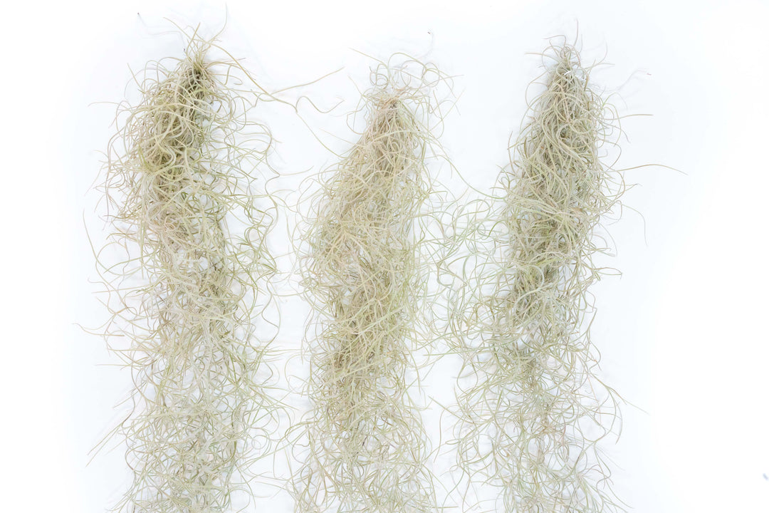 SALE - Tillandsia Guatemala Gray Spanish Moss - 1 Foot Clumps - Set of 3 or 6 Strands - 40% Off