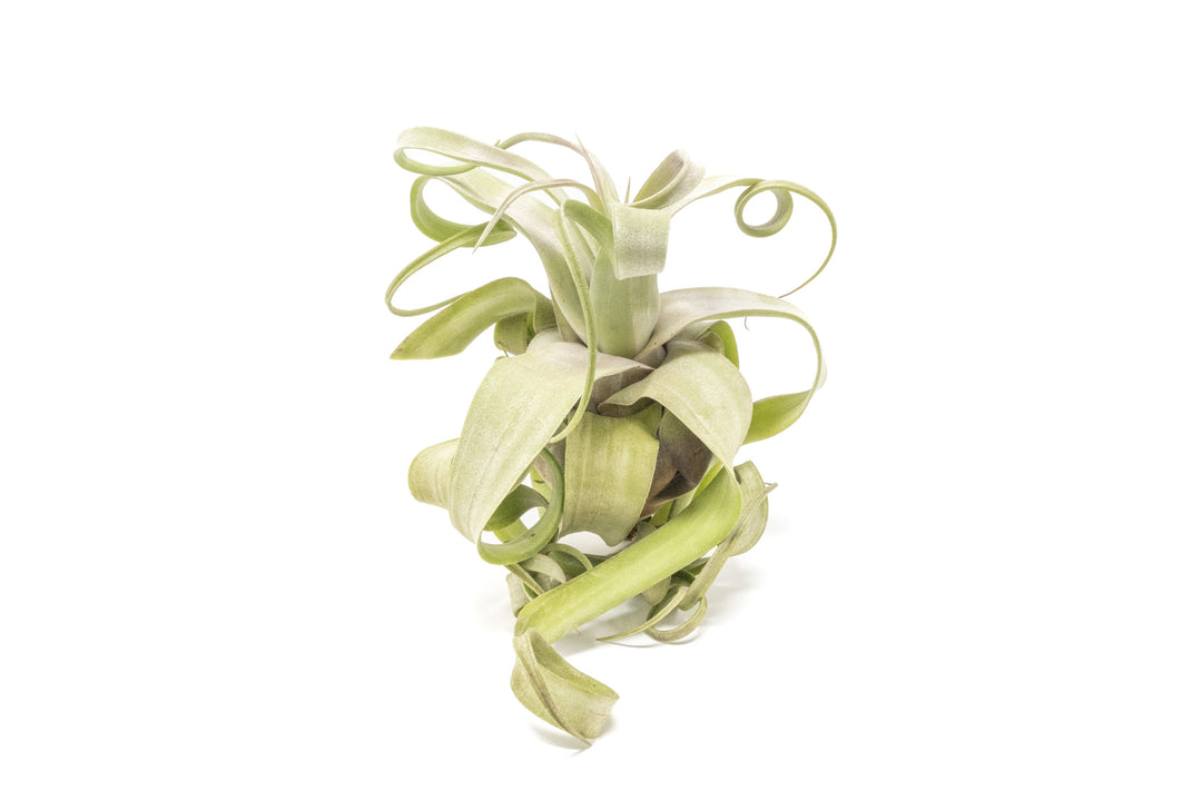 air plant streptophylla Jumbo Tillandsia Streptophylla Air Plants
