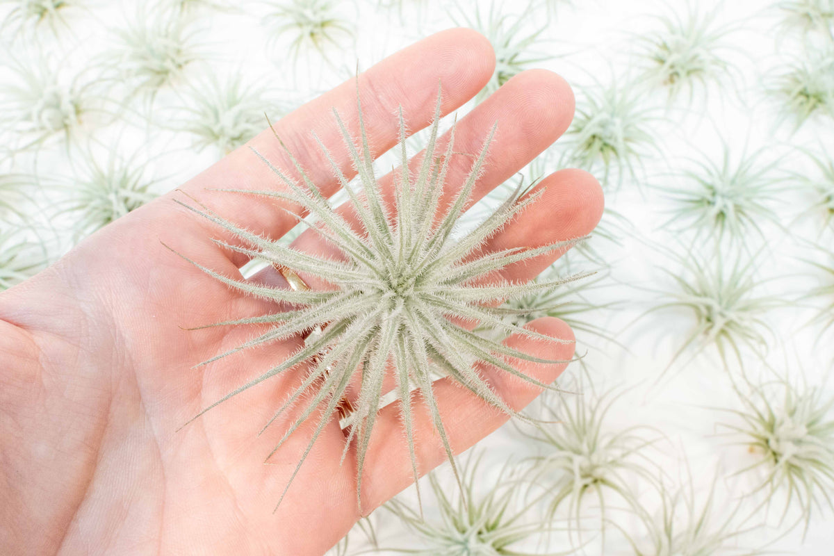 Hand holding Tillandsia tectorum Ecuador air plant with dense silvery white trichome covered leaves
