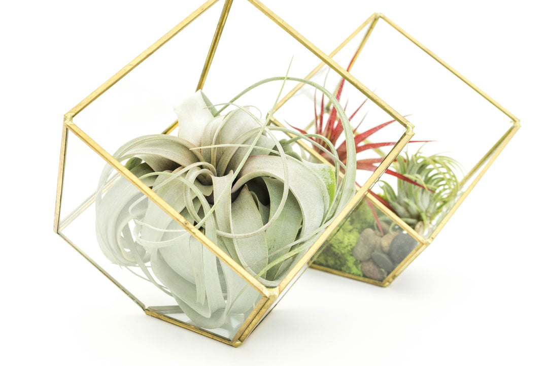 Heptahedron Geometric Glass Terrariums - Set of 2 - with Tillandsia Red Abdita, Ionantha and Small Xerographica