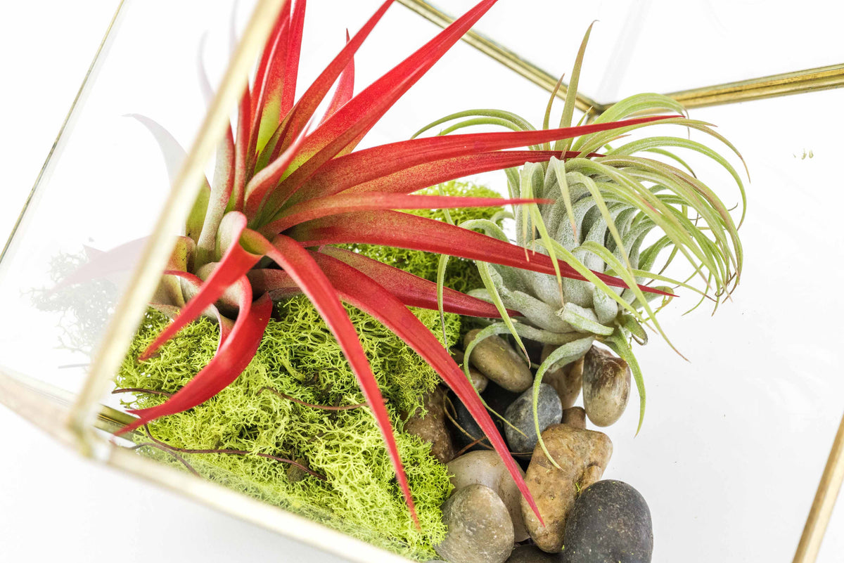 Close view of geometric terrarium with red abdita air plant and moss, modern glass terrarium arrangement