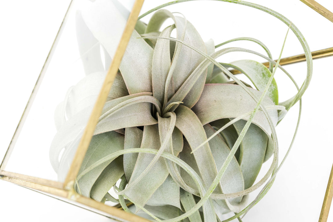 Heptahedron Geometric Glass Terrarium with Tillandsia Xerographica Air Plant