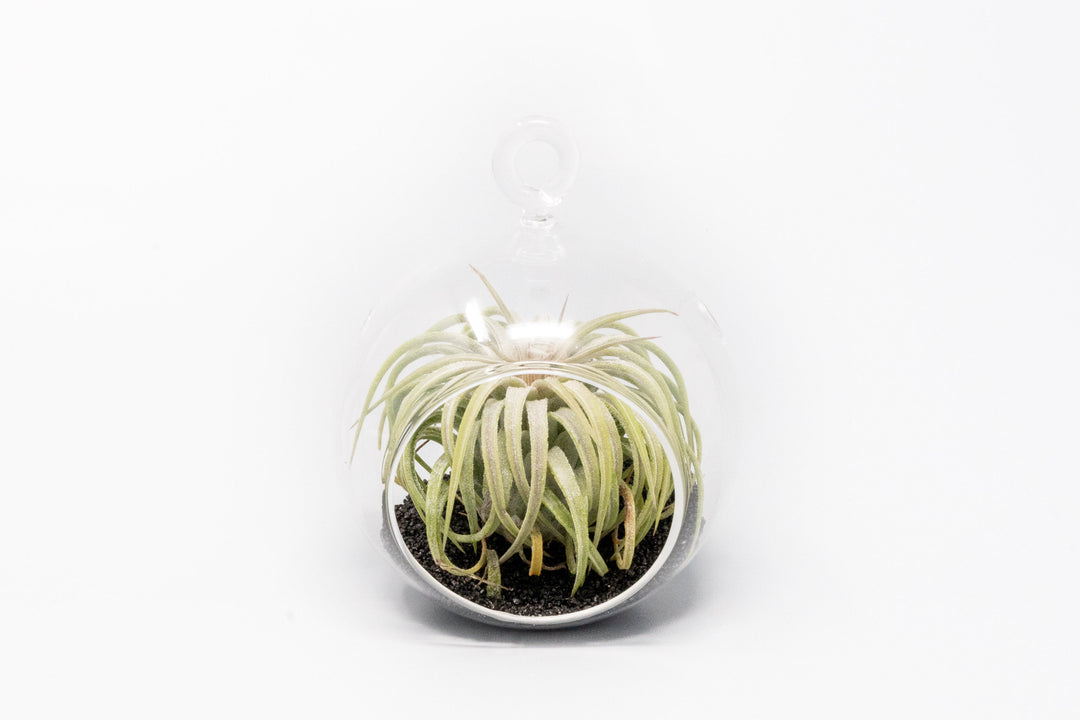 Mini Hanging Flat Bottom Beach Terrariums with White or Black Sand