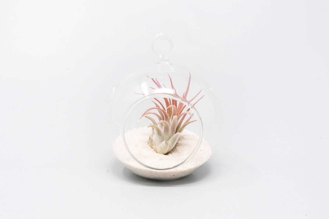 Mini Hanging Flat Bottom Beach Terrariums with White or Black Sand