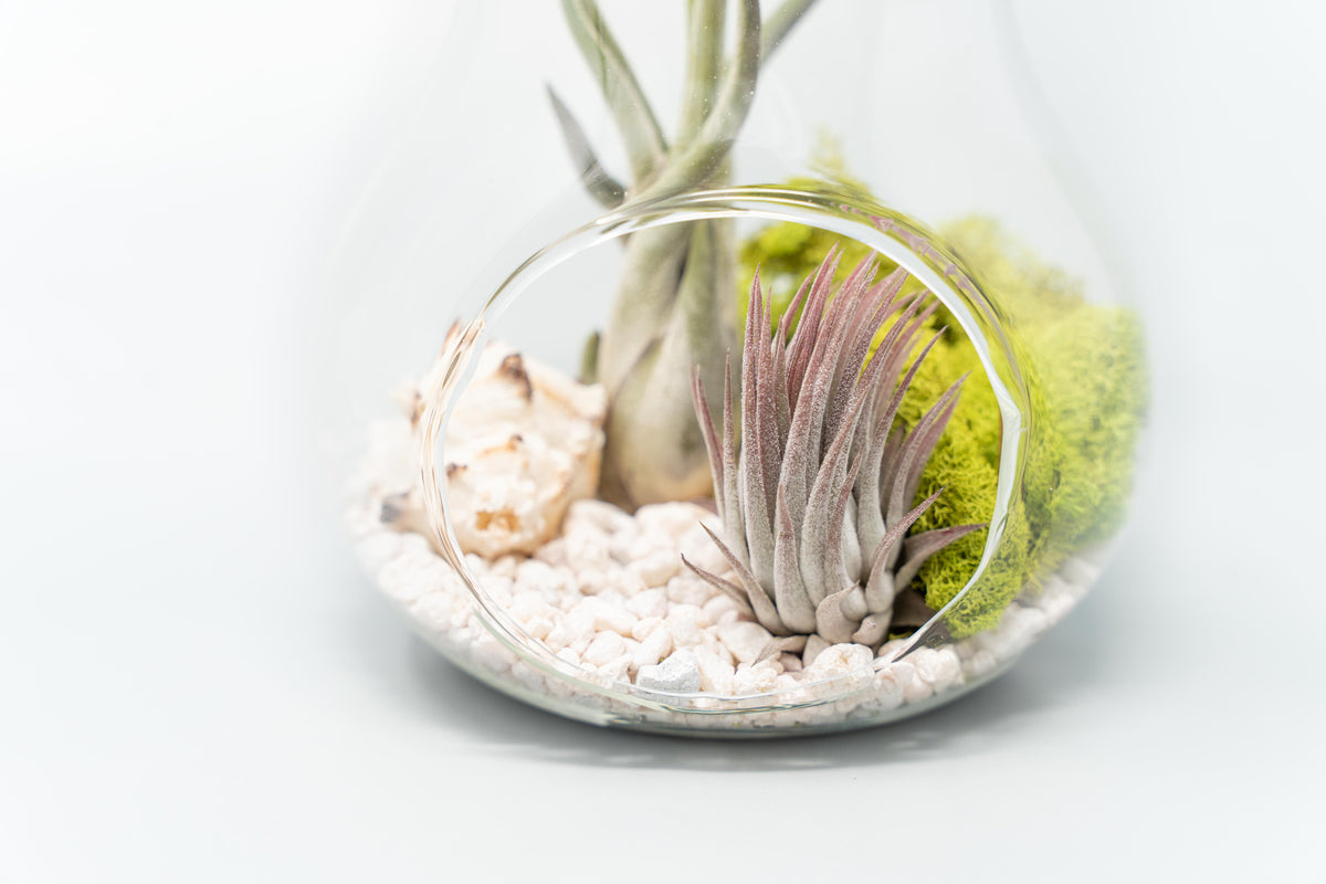 Pear glass terrarium with air plants, pebbles, and moss, fruit shaped glass terrarium planter display