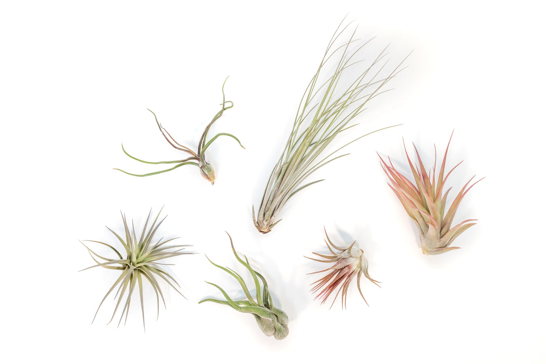 tillandsia air plant fertilizer Tillandsia Air Plant Grab Bag of 6 Plants + 1 Year Air Plant Fertilizer Pack