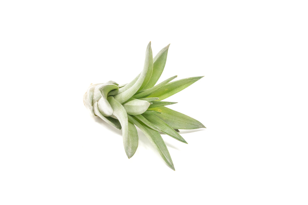 velutina air plant care Tillandsia Velutina 'Brachycaulos' Air Plants, Regular / Single Plant