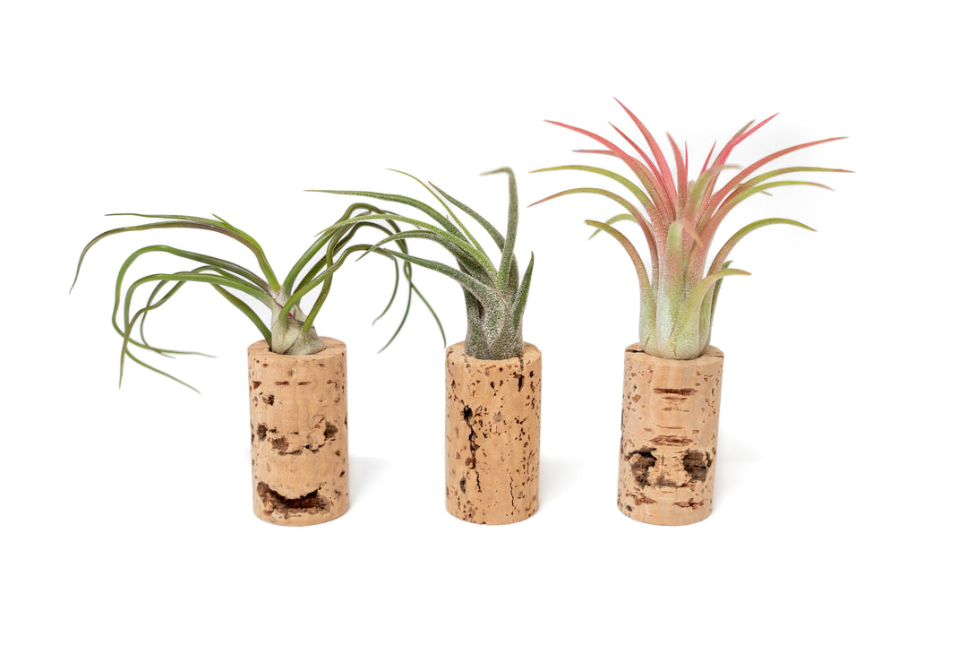 Set of three magnetic wine corks with assorted Tillandsia air plants