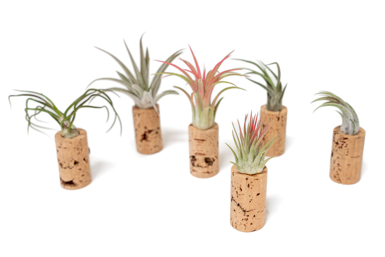 Set of six magnetic wine corks with assorted Tillandsia air plants
