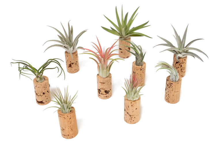 Group of magnetic wine corks holding green and red Tillandsia